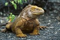 Iguane terrestre des Galapagos (Conolophus subcristatus) Ref:36891